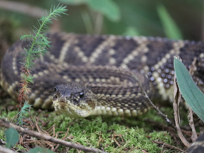 curso-peconhentos-abeta-capa-thaynara_f9d777d8