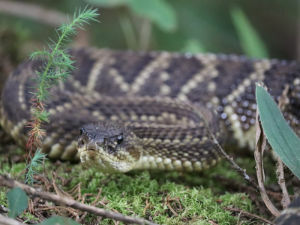 curso-peconhentos-abeta-capa-thaynara